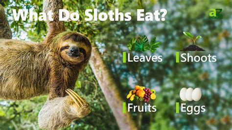 what do three toed sloths eat.